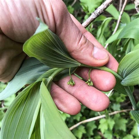 solomon seals test|solomon's seal shoots.